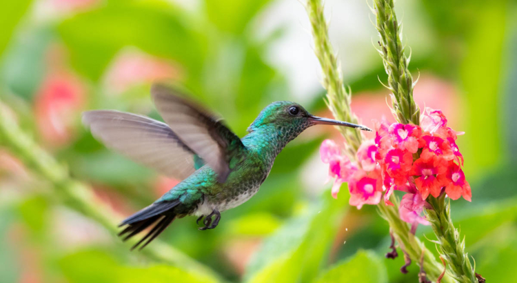 Kolibri